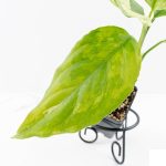 Aglaonema modestum 'Spilt Milk' (wk28-D) - Image 7