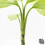 Aglaonema modestum 'Spilt Milk' (wk28-D) - Image 8