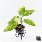 Aglaonema modestum 'Spilt Milk' (wk28-D)