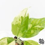 Aglaonema modestum 'Spilt Milk' (wk28-D) - Image 3
