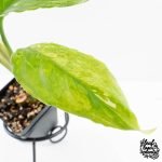 Aglaonema modestum 'Spilt Milk' (wk28-D) - Image 5