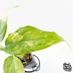 Aglaonema modestum 'Spilt Milk' (wk28-D) - Image 4