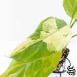 Aglaonema modestum 'Spilt Milk' (wk28-D) - Image 6