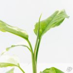 Aglaonema modestum 'Spilt Milk' (wk25-E) - Image 9