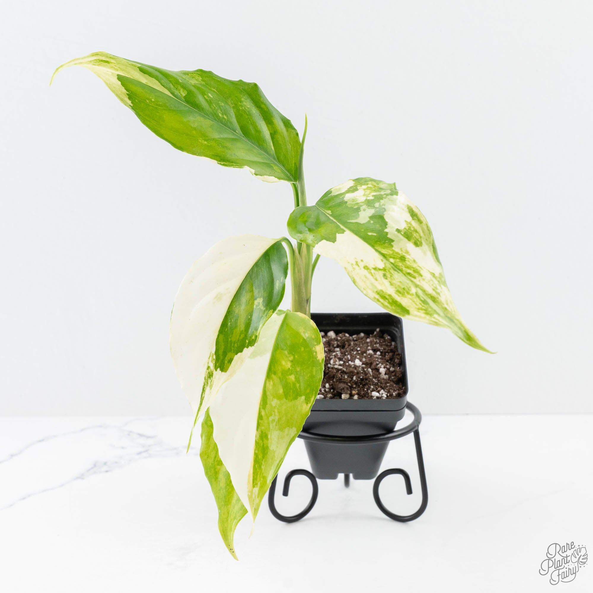 AglaonemamodestumSpiltMilk-25E-3-2.jpg Aglaonema modestum 'Spilt Milk' (wk25-E) - Image 1