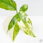 Aglaonema modestum 'Spilt Milk' (wk25-E) - Image 3