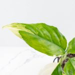 Aglaonema modestum 'Spilt Milk' (wk25-E) - Image 4