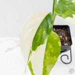 Aglaonema modestum 'Spilt Milk' (wk25-E) - Image 5