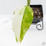 Aglaonema modestum 'Spilt Milk' (wk25-E) - Image 6