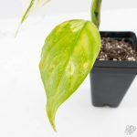 Aglaonema modestum 'Spilt Milk' (wk25-E) - Image 7