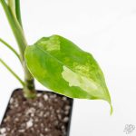 Aglaonema modestum 'Spilt Milk' (wk25-E) - Image 8