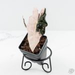 Alocasia 'Amazonica' Pink Variegated - US Clone (wk25-F)