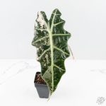 Alocasia 'Amazonica' Pink Variegated - US Clone (wk26-UG) - Image 4