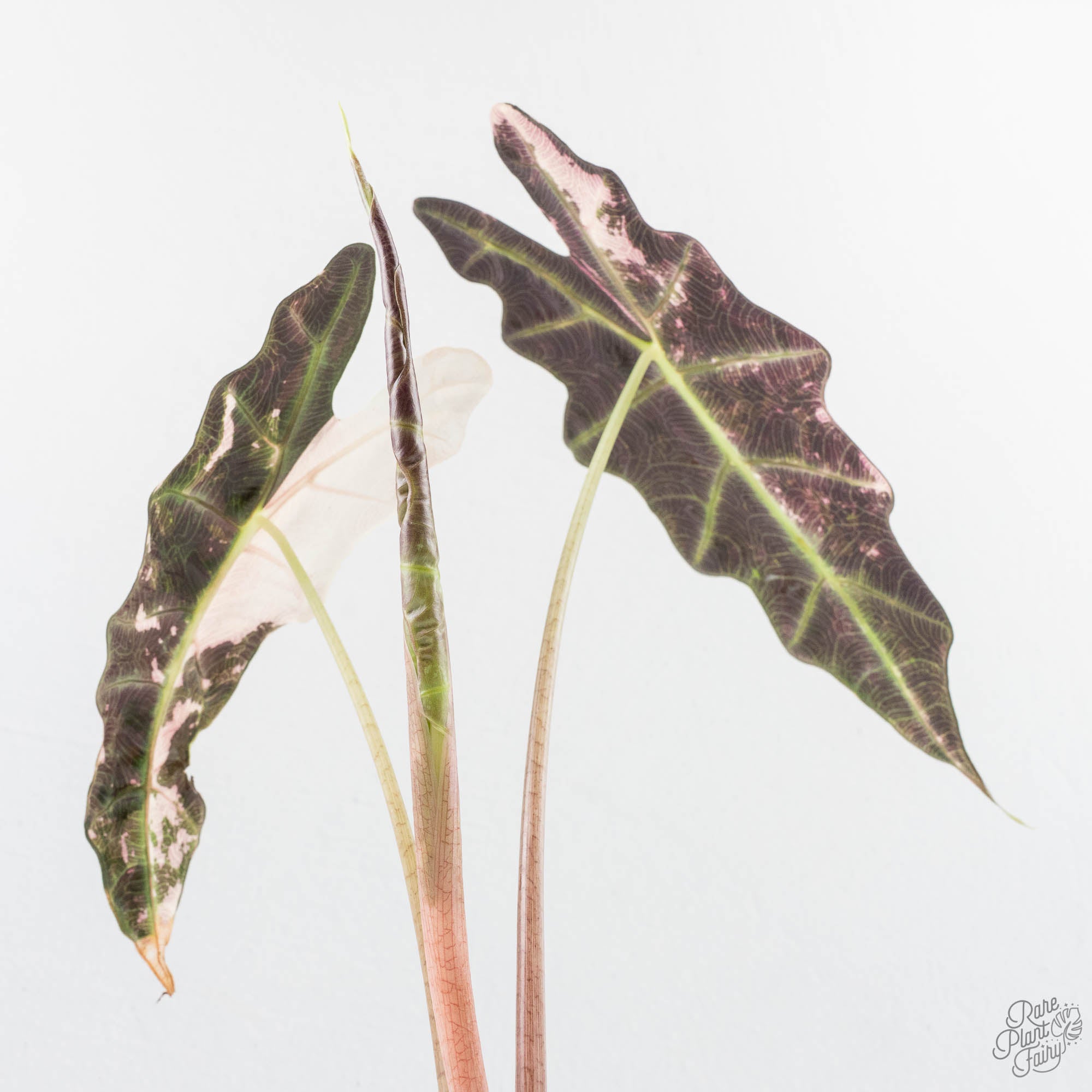 AlocasiaAmazonicaPinkvariegated-26UG-6-2.jpg Alocasia 'Amazonica' Pink Variegated - US Clone (wk26-UG) - Image 1
