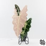 Alocasia 'Amazonica' Pink Variegated - US Clone (wk28-A)