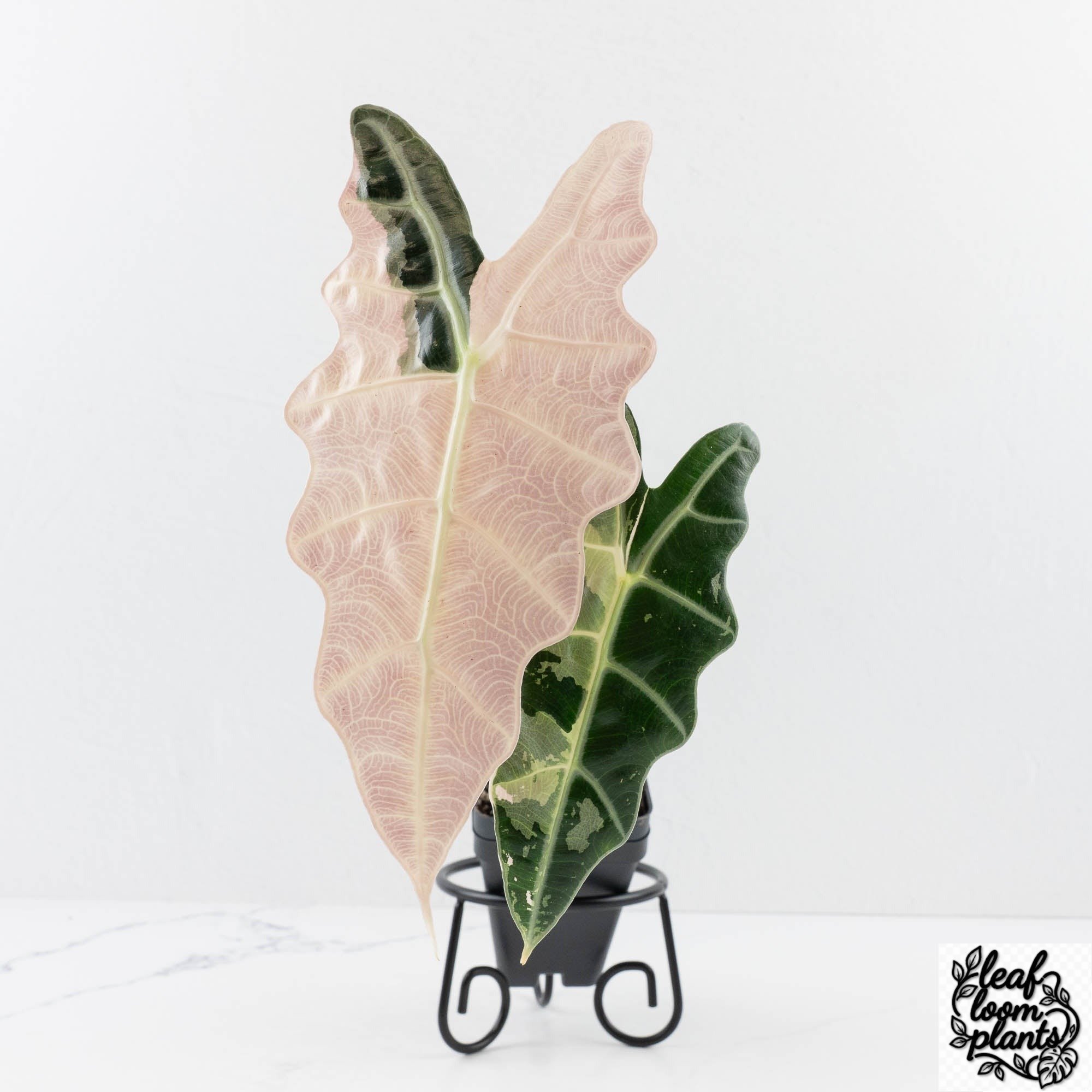 AlocasiaAmazonicapink-28A-2-2.jpg Clean Alocasia 'Amazonica' Pink Variegated - US Clone (wk28-A) - Image 1