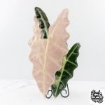 Alocasia 'Amazonica' Pink Variegated - US Clone (wk28-A) - Image 3