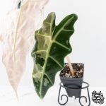 Alocasia 'Amazonica' Pink Variegated - US Clone (wk28-A) - Image 4