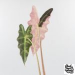 Alocasia 'Amazonica' Pink Variegated - US Clone (wk28-A) - Image 5
