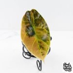 Alocasia 'Azlanii' Aurea Variegated (wk28-D) - Image 3