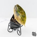Alocasia 'Azlanii' Aurea Variegated (wk28-D)