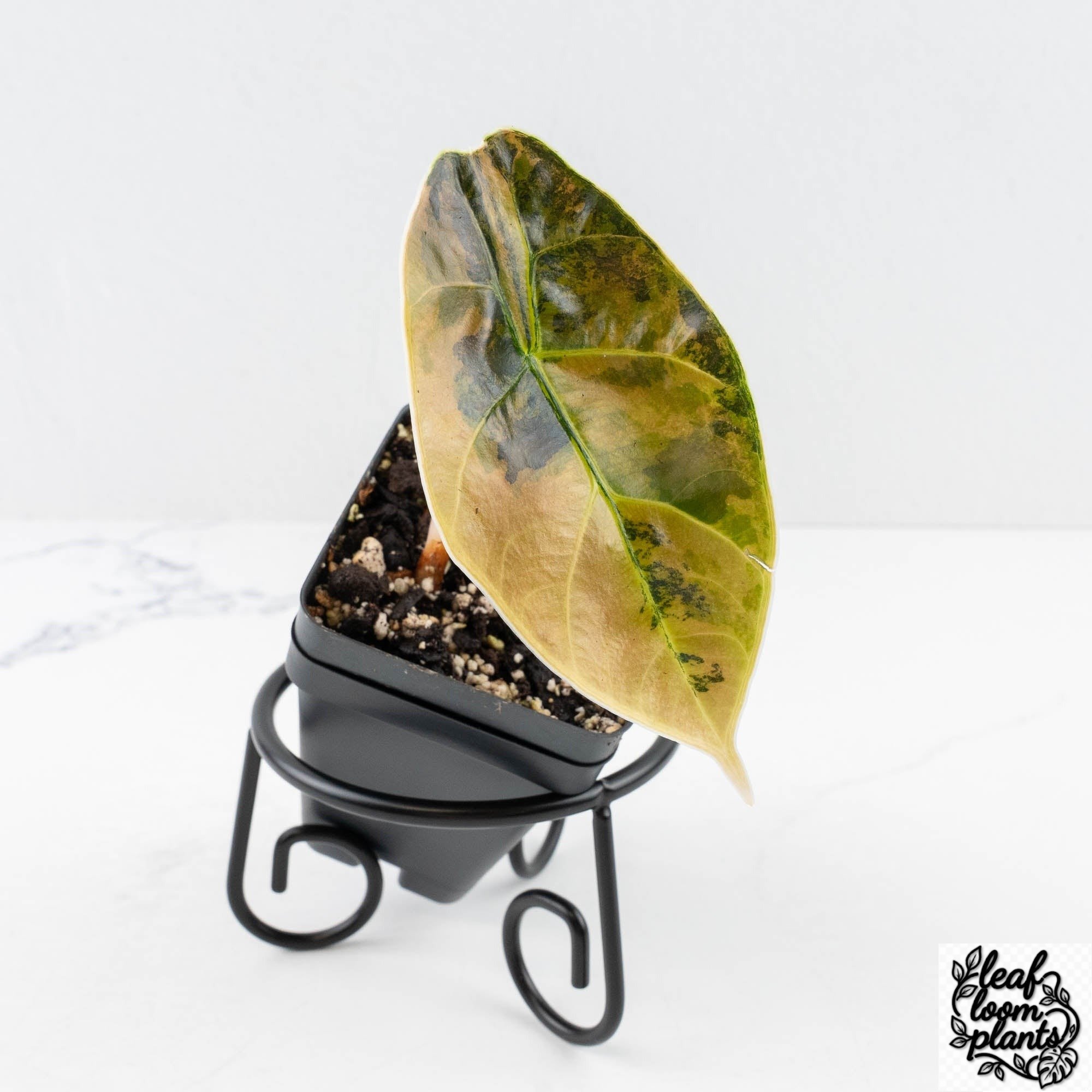 AlocasiaAzlaniiaurea-28D-4-2.jpg Clean Alocasia 'Azlanii' Aurea Variegated (wk28-D) - Image 1