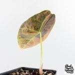 Alocasia 'Azlanii' Aurea Variegated (wk28-D) - Image 4