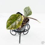 Alocasia 'Azlanii' Aurea Variegated (wk25-E) - Image 2