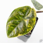 Alocasia 'Azlanii' Aurea Variegated (wk25-E)