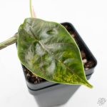 Alocasia 'Azlanii' Aurea Variegated (wk25-E) - Image 4