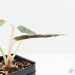 Alocasia 'Azlanii' Aurea Variegated (wk25-E) - Image 5