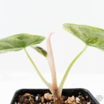 Alocasia 'Azlanii' Aurea Variegated (wk25-E) - Image 6
