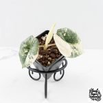 Alocasia ‘Bisma Platinum’ Albo Variegated (wk27-H)
