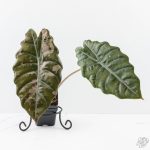 Alocasia Chantrieri Pink Variegated (wk25-K) *Corming Size* - Image 2