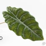 Alocasia Chantrieri Pink Variegated (wk25-K) *Corming Size* - Image 4