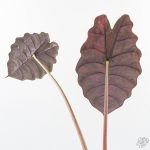 Alocasia Chantrieri Pink Variegated (wk25-K) *Corming Size* - Image 5