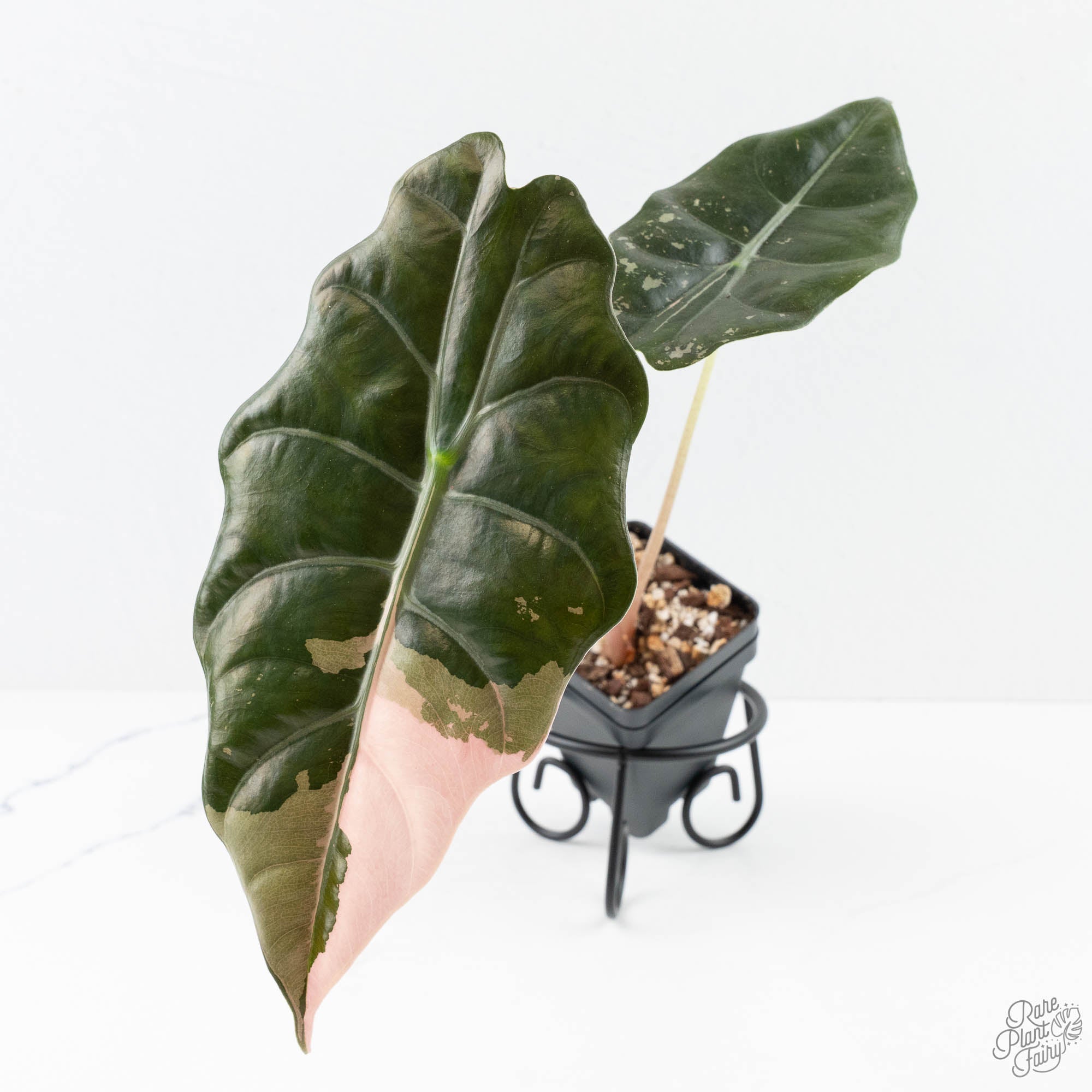 AlocasiaChantrieripinkvariegated-25B-3-2.jpg Alocasia Chantrieri Pink Variegated (wk25-B) - Image 1