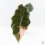Alocasia Chantrieri Pink Variegated (wk25-B) - Image 3