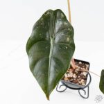 Alocasia Chantrieri Pink Variegated (wk25-B) - Image 4