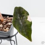 Alocasia Chantrieri Pink Variegated (wk25-B) - Image 5