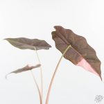 Alocasia Chantrieri Pink Variegated (wk25-B) - Image 6