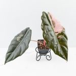 Alocasia