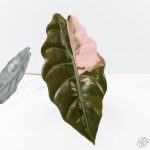 Alocasia Chantrieri Pink Variegated (wk26-D) - Image 3