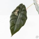 Alocasia Chantrieri Pink Variegated (wk26-D) - Image 4