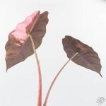 Alocasia Chantrieri Pink Variegated (wk26-D) - Image 5