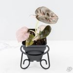 Alocasia 'Cuprea' Pink/Albo Variegated (wk25-H) - Image 2