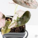 Alocasia 'Cuprea' Pink/Albo Variegated (wk25-H) - Image 4