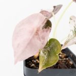 Alocasia 'Cuprea' Pink/Albo Variegated (wk25-H) - Image 5