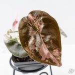 Alocasia 'Cuprea' Pink/Albo Variegated (wk25-H)