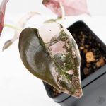 Alocasia 'Cuprea' Pink/Albo Variegated (wk25-H) - Image 6